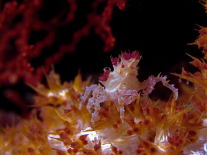 Soft coral crab, Tulamben. by Doug Anderson 